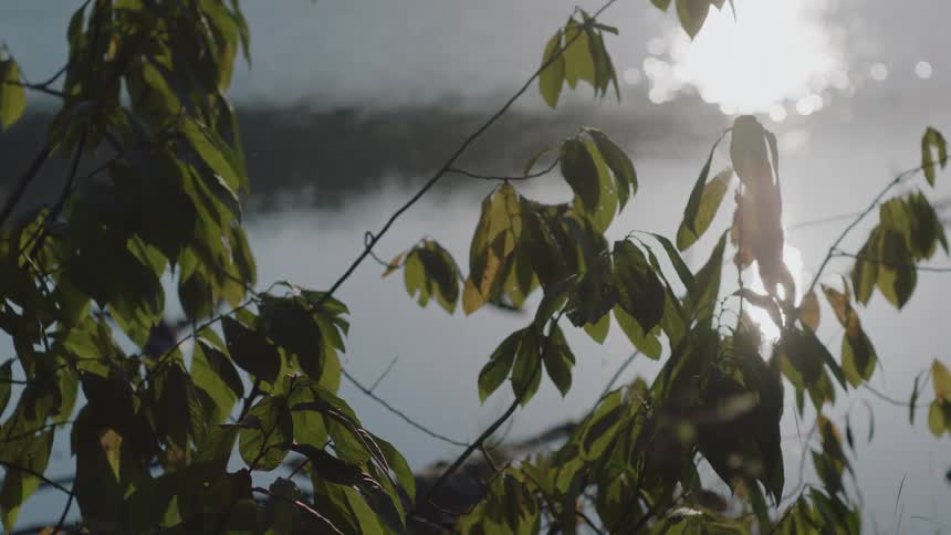 The leaves block the shore on a sunny day