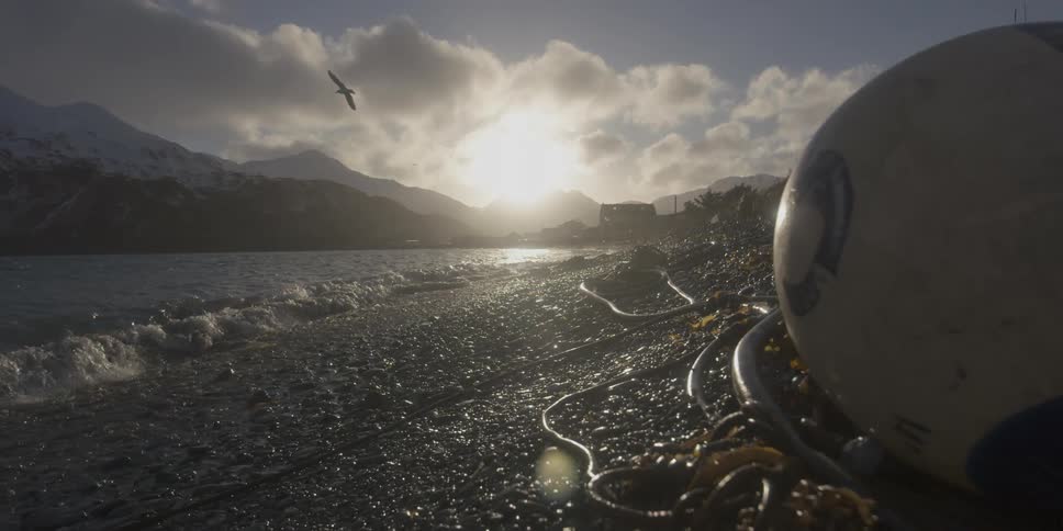 Bird flying as waves come ashore on a beach at sunset