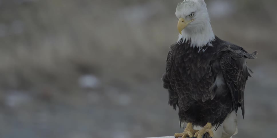 A bald eagle is perched
