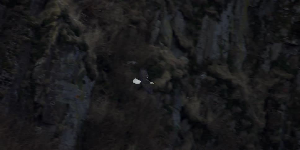 A bald eagle flies near the cliffs
