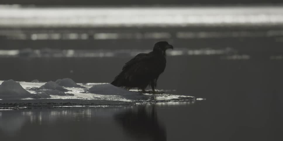 An eagle is sitting on the edge of the water