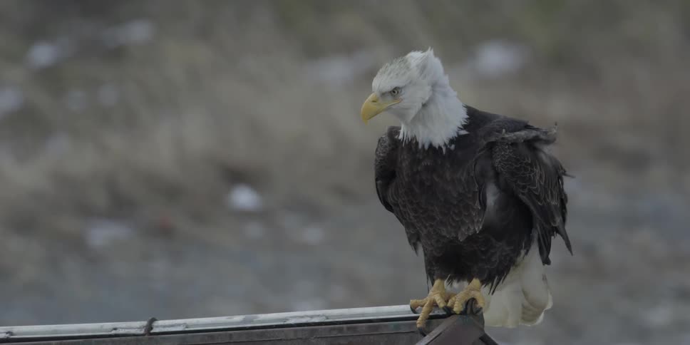 An eagle launches itself from a roof