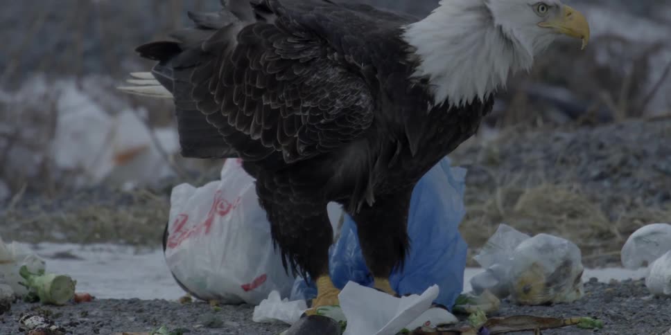 An eagle picks apart trash
