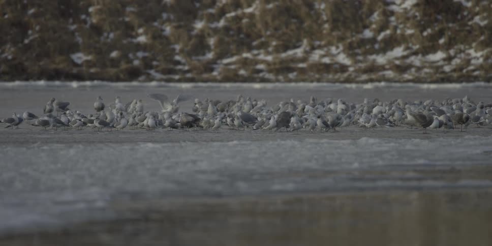 The birds are all flocked together on the ice