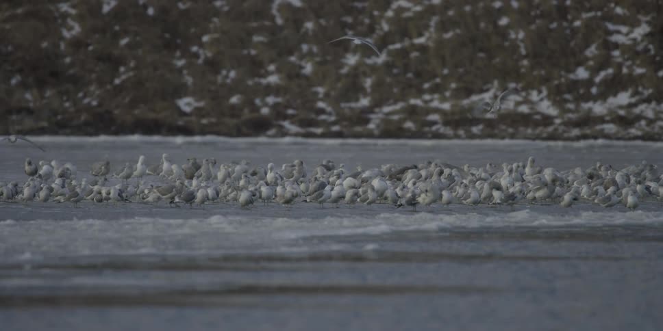 Flying birds land to join a flock on the beach