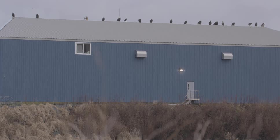 Birds sit on a warehouse roof
