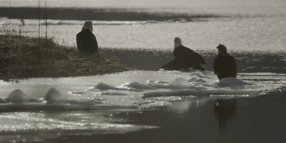 Three eagles are sitting on some frozen water
