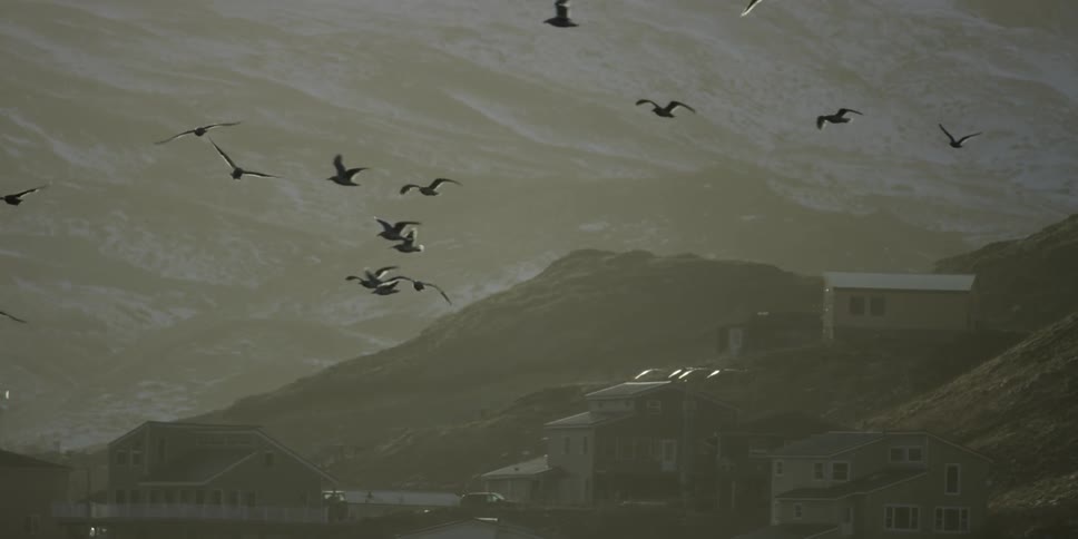 Birds circling over a town