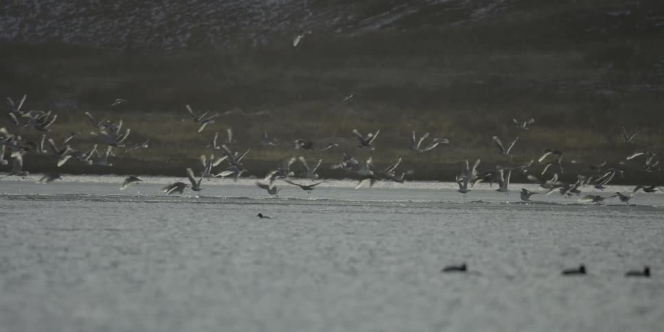 Birds flying over water