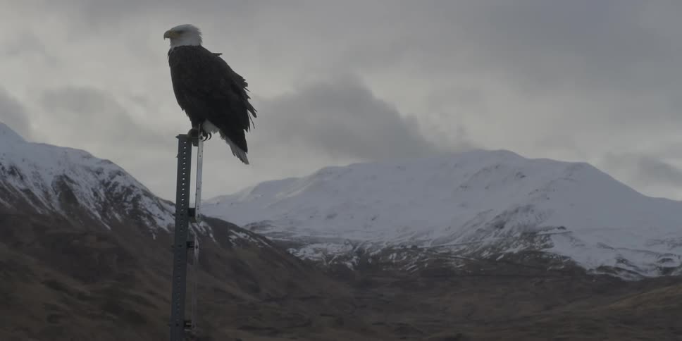 Bald eagle perched on a post before snowy mountains on a cloudy day