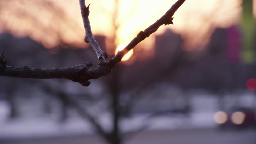 A branch on a tree overlooking a road blows in the wind at sunset