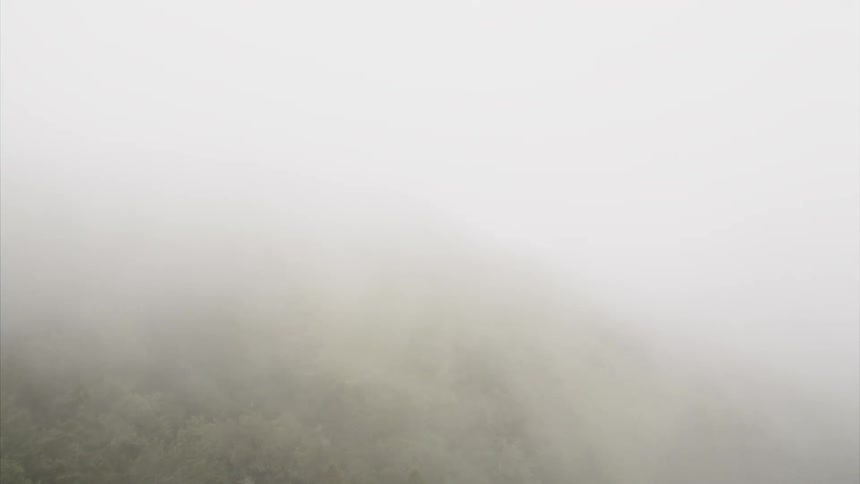 Thick fog covering forest trees