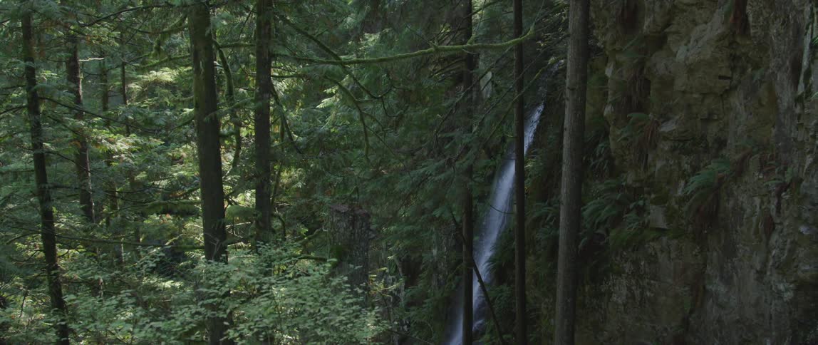 A waterfall flows in a dense forest