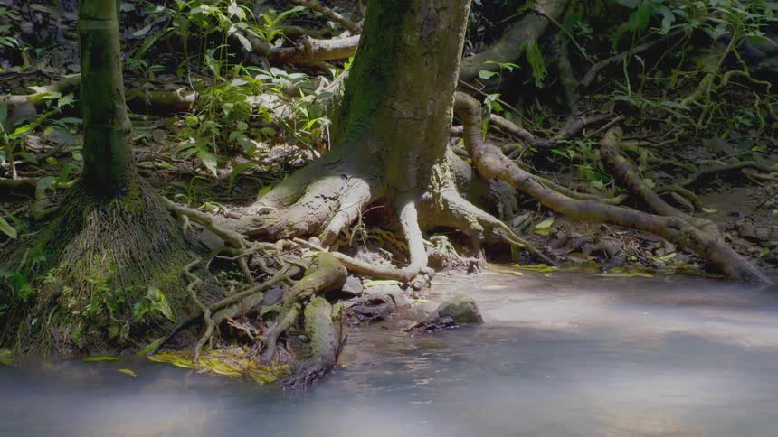 Water around tree roots in the rainforest