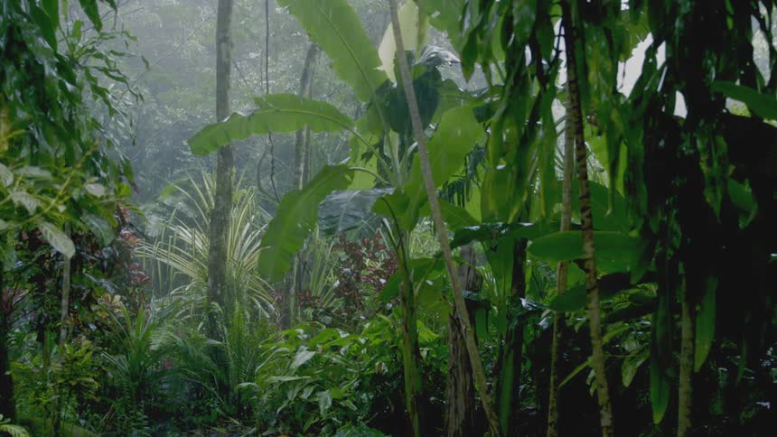 Rain falling onto large leaves in the rainforest