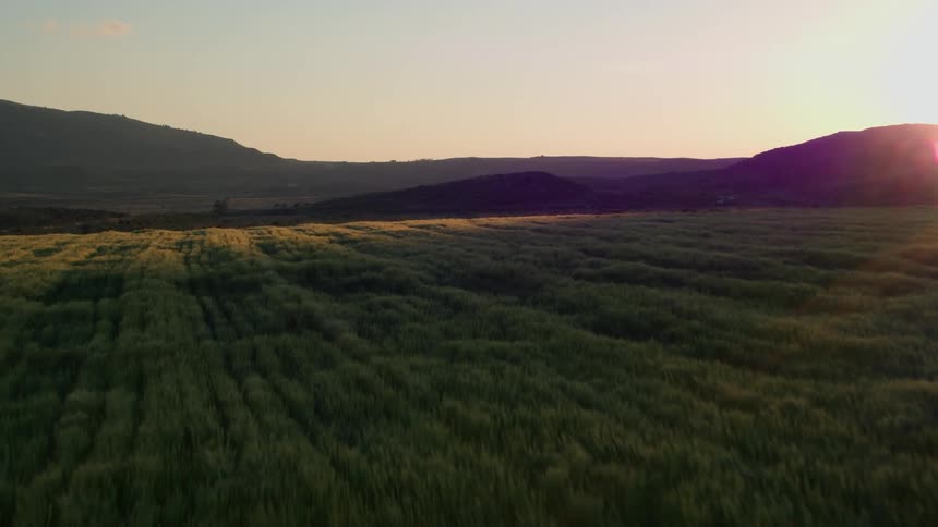 Grass stalks are swaying in the breeze in a green field in Andalucia