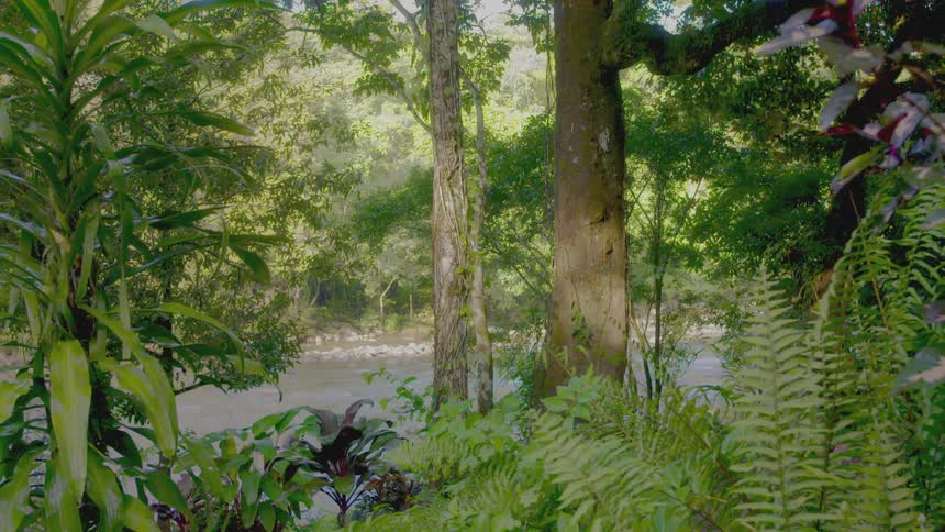 Trees lining the sides of a stream in the rainforest
