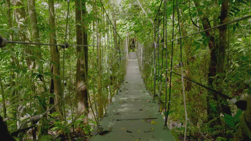 Foot bridge crossing a thick green rainforest