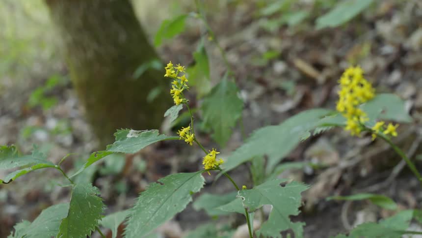 Yellow flowers grow in a forest