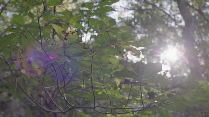 The sun shines through the branches and leaves of a tree