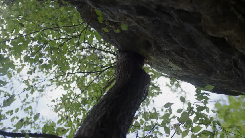 The tall tree has many leaves covering the sky