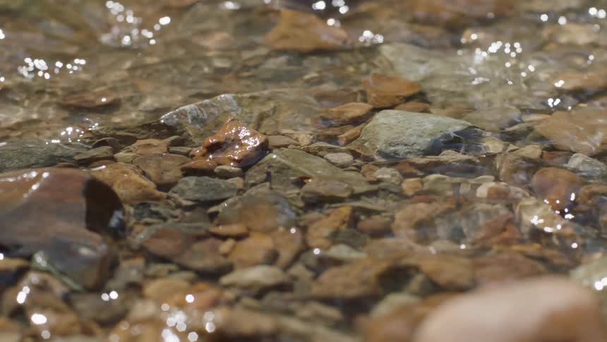Clear water is flowing over rocks in a creek