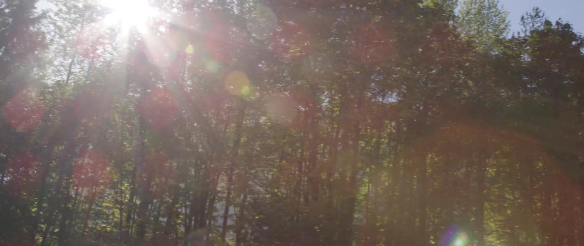 Sunlight leaking through a forest