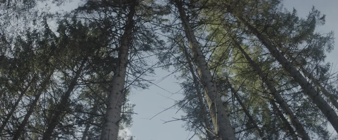 Trees stand tall in a forest