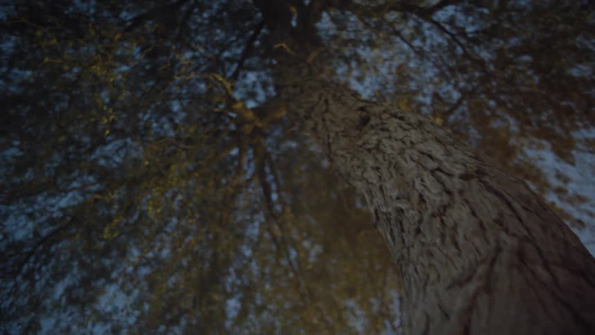 Camera is going up the bark of a tree