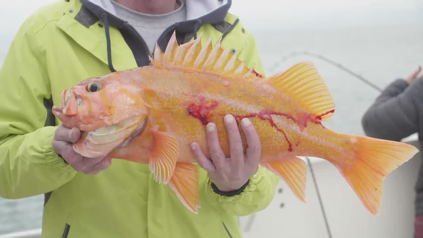 A man is standing on a boat holding a large golden fish