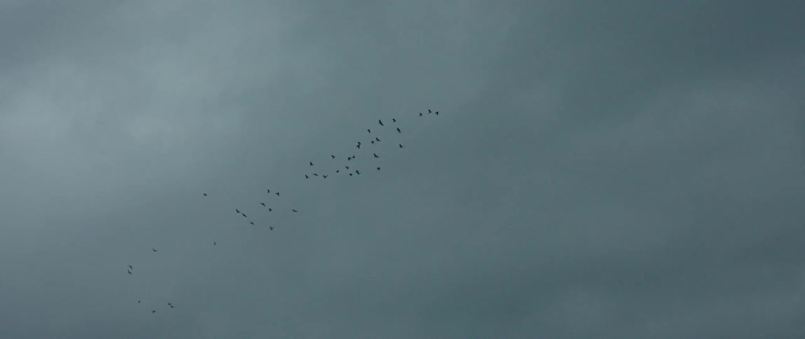 Birds flying in a cloudy day
