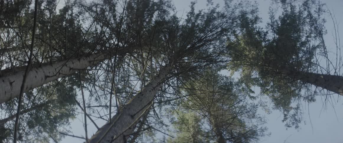 Tall forest trees tower overhead