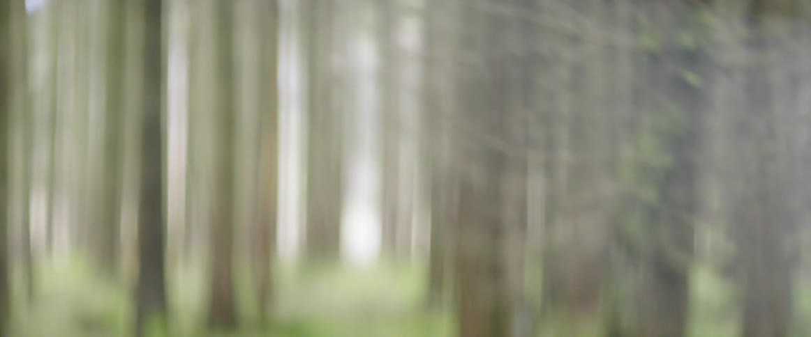 Walking through the woods during a cloudy day