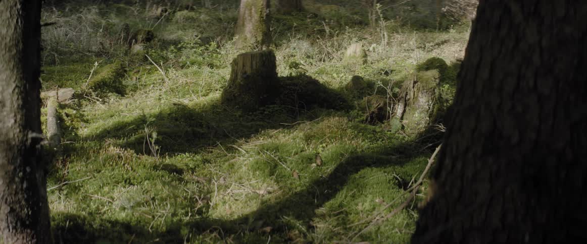 A man walks in a forest