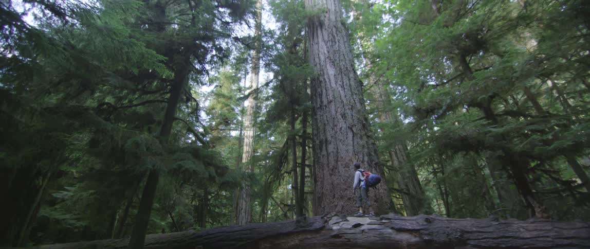 Woman walks past a huge tree in a forest