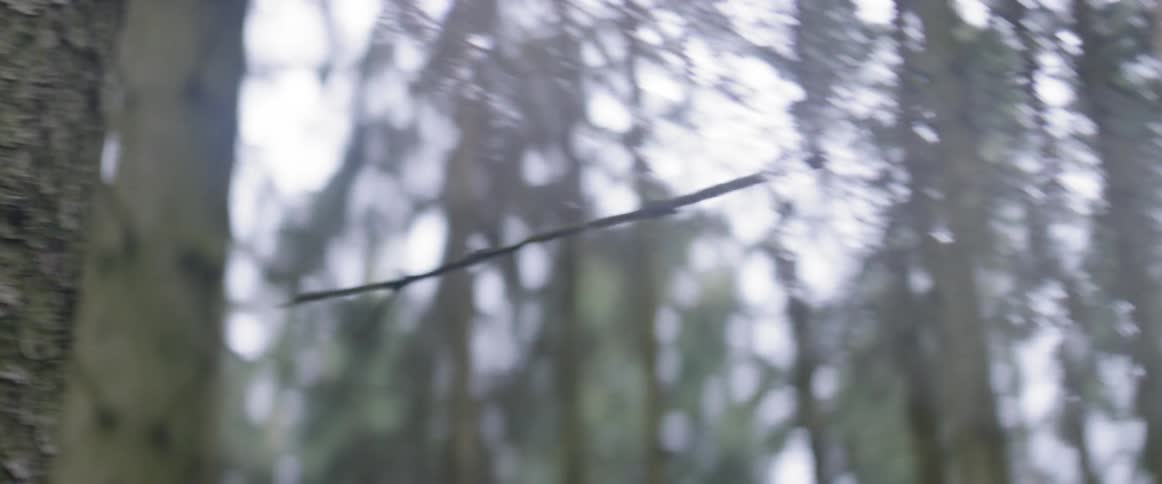 Trees stand in a forest
