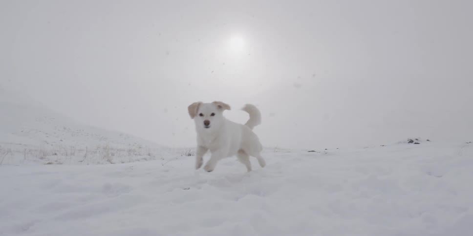 A small dog plays in the snow