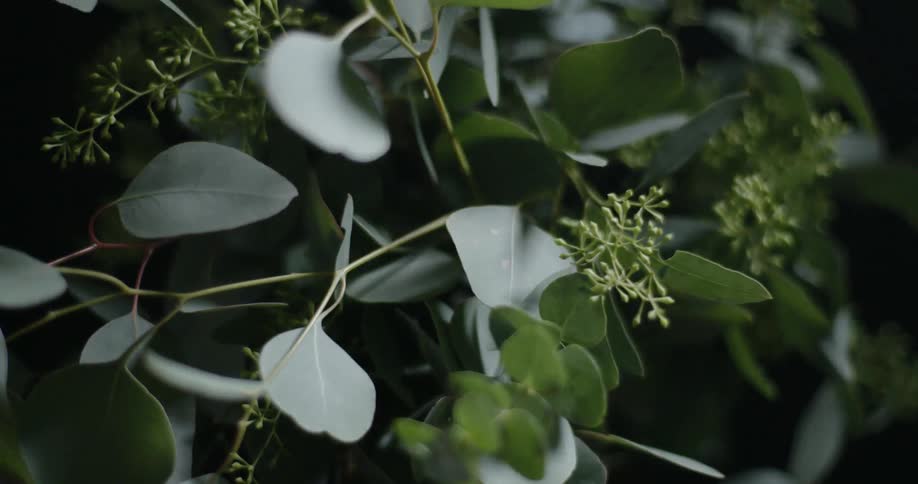 Light shining on plant leaves dims
