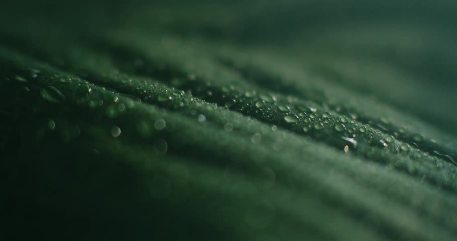 Small water droplets are on a green leaf