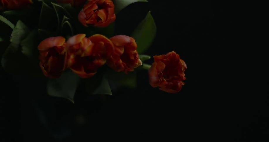 Light filters off of orange flowers