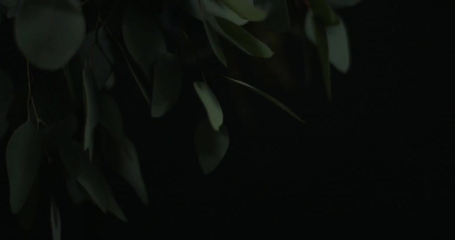 Light shines on plant leaves