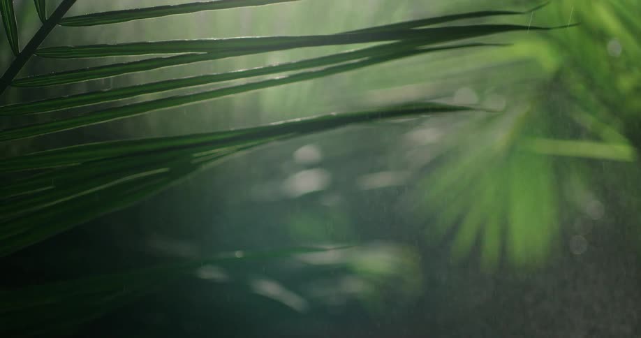 Rain falls around tropical plants