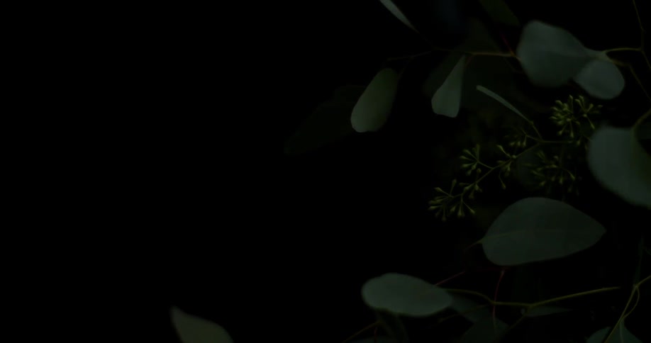Light shines then dims on a plant