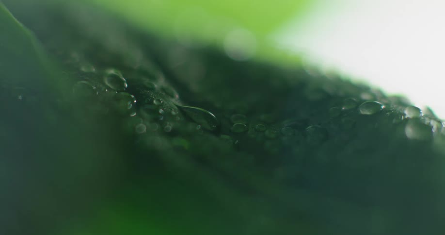 Water droplets cover a plant leaf