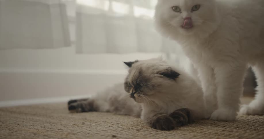 A white cat grooming another cat