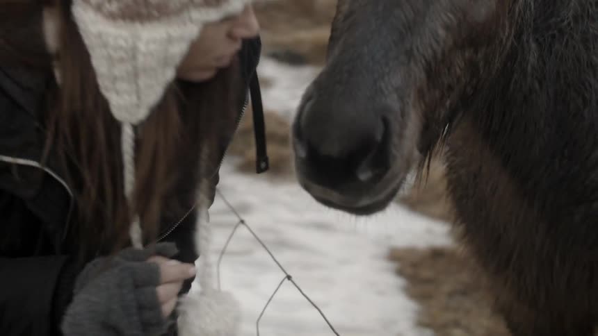 Woman kisses a horse's nose