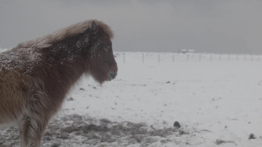 A very fuzzy horse is standing in the middle of the snow