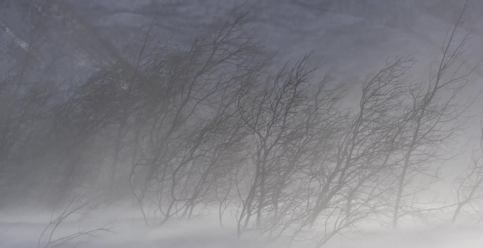 A strong storm is almost blowing the branches off as it snows