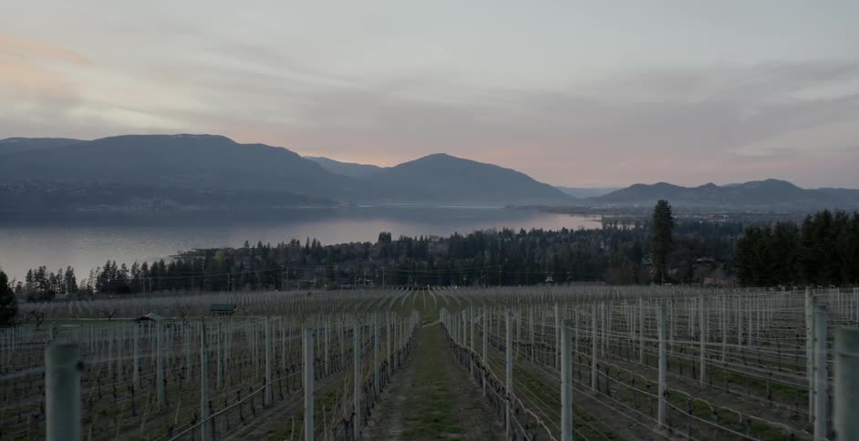 A vineyard is shown at sunset