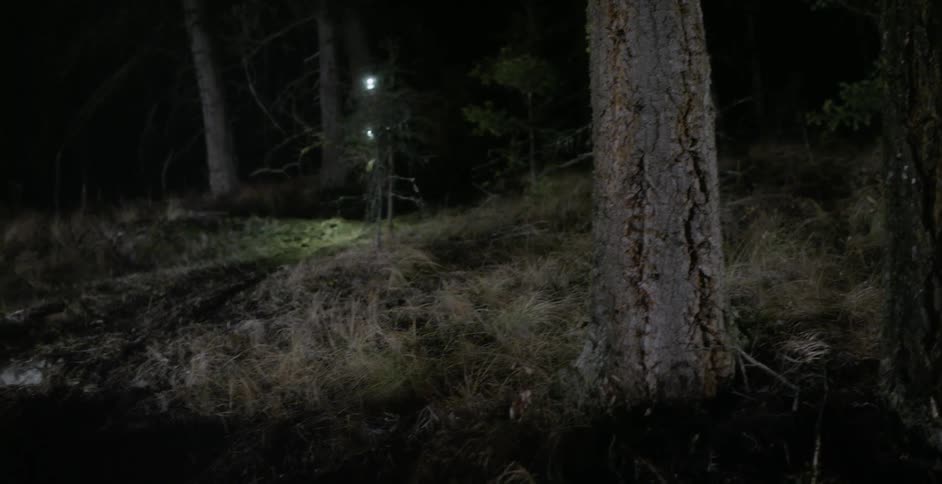 A person is riding a mountain bike down a path in a natural setting at night